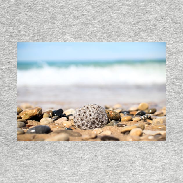 Petoskey Stone on Lake Michigan Beach by opptop